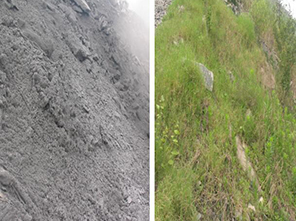 城市周邊破碎山體快速綠化修復技術